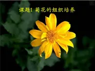 人教版新课标高中生物选修一 同步课件专题3课题1菊花的组织培养  课件