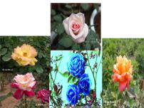 人教版 (新课标)选修1《生物技术实践》课题2 月季的花药培养获奖课件ppt