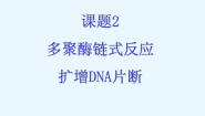 人教版 (新课标)选修1《生物技术实践》专题5 DNA和蛋白质技术课题2 多聚酶链式反应扩增DNA片段优质ppt课件