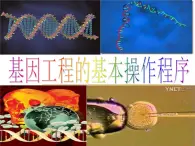 人教版（新课程标准）高二下学期生物选修三 1.2--基因工程的基本操作程序 课件