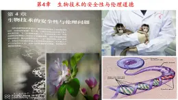 人教版（新课程标准）高二下学期生物选修三 4.1转基因产品的安全性 课件