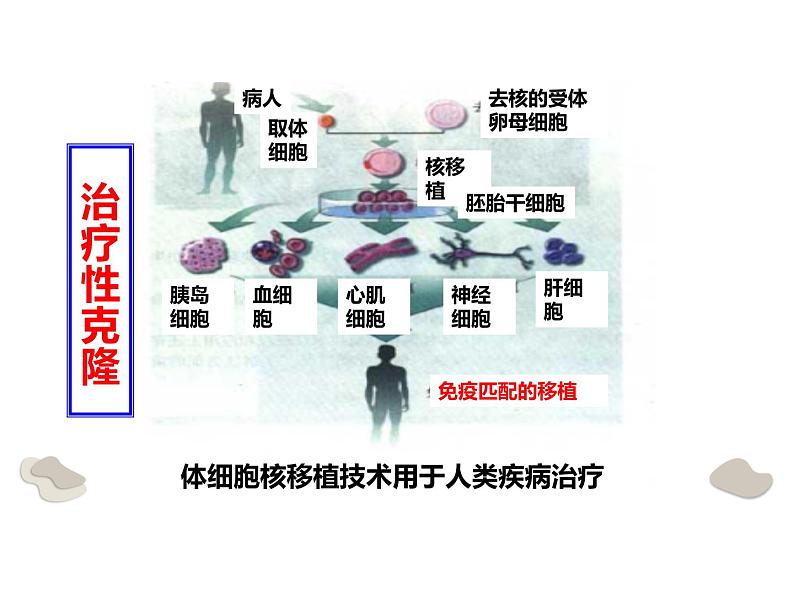 关注生物技术伦理问题课件(20张PPT)第7页