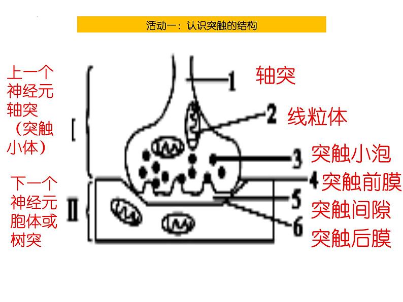 人教版生物高二上学期必修三 2.1通过神经系统的调节第2课时 课件05