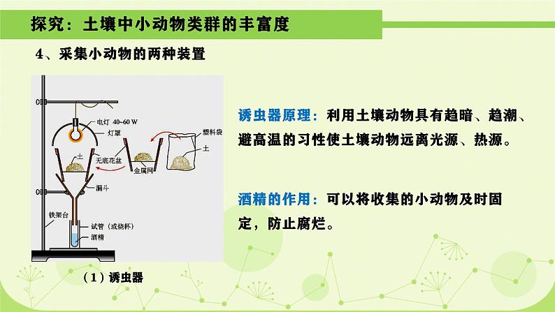 4.3+群落的结构课件2022-2023学年高二上学期生物人教版必修3第8页