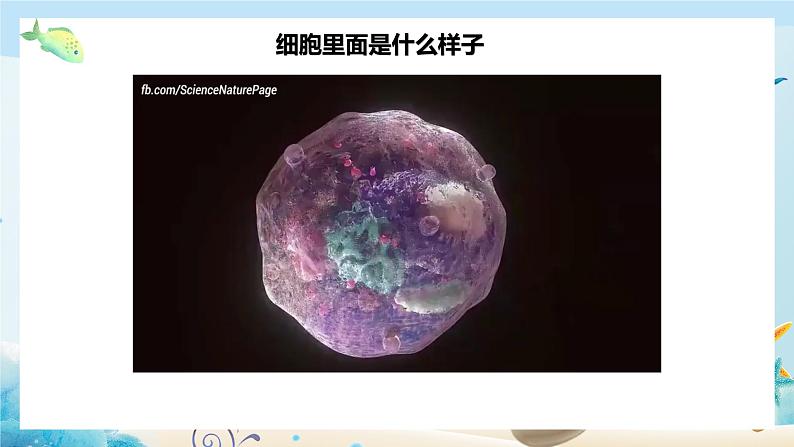 第二节 细胞内具有许多相对独立的结构 课件第3页