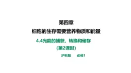 沪科版（2019）高中生物必修一 4.4光能的捕获、转换和储存（课时2） 课件 +教案