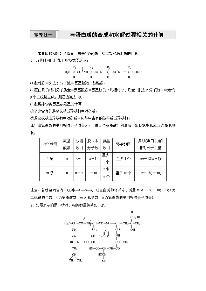 2024高中生物必修第一册(人教版2019)同步讲义第2章微专题一与蛋白质的合成和水解过程相关的计算(Word版附解析)01