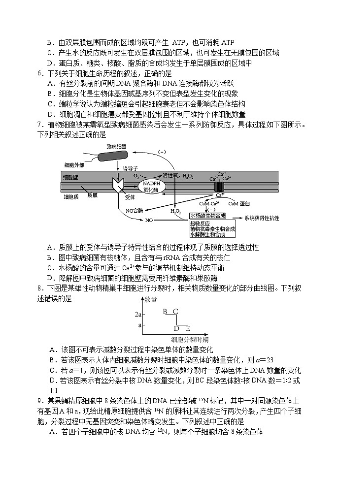 江苏省扬州中学2024-2025学年高三上学期8月开学考试生物试题(Word版附答案)02