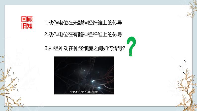 苏教版2019高二生物选修一 1.1+神经调节(第3课时) 课件第4页