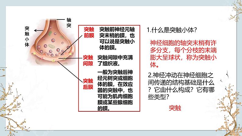 苏教版2019高二生物选修一 1.1+神经调节(第3课时) 课件第6页
