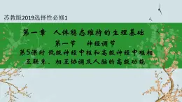 蘇教版2019高二生物選修一 1.1 神經(jīng)調節(jié)（第5課時） 課件