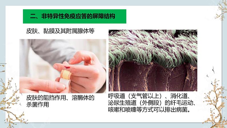 苏教版2019高二生物选修一 3.1 人体的免疫应答(第2课时) 课件07