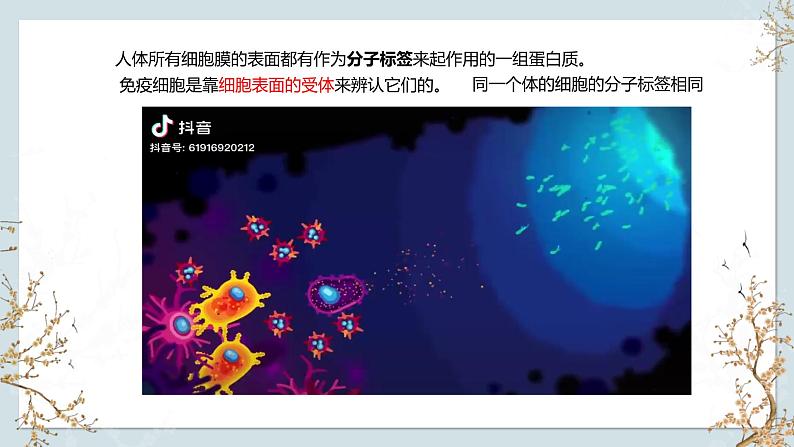 苏教版2019高二生物选修一 3.1 人体的免疫应答(第3课时) 课件04