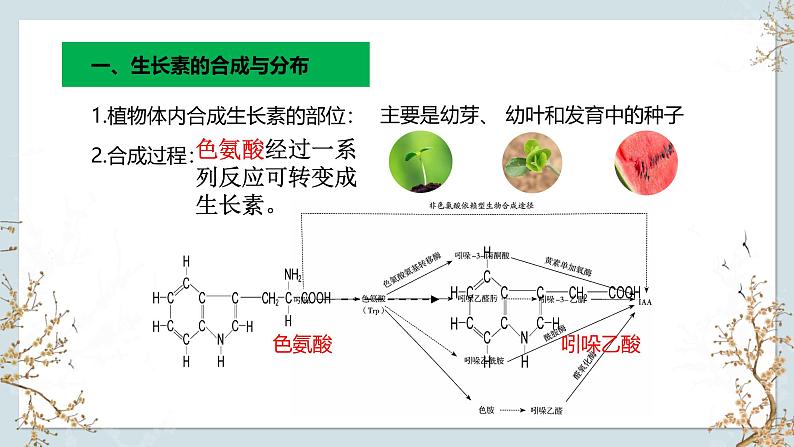 苏教版2019高二生物选修一 4.1 植物生长素(第2课时) 课件05