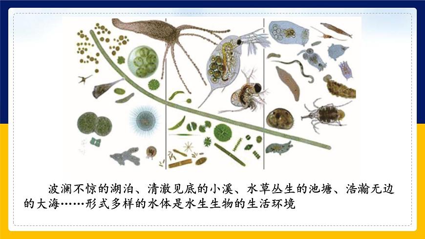 蘇教版2019高一生物必修一2.1 細胞學說——現(xiàn)代生物學的“基石”（課件）第4頁