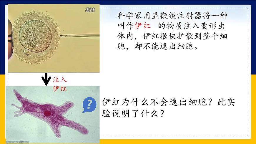 蘇教版2019高一生物必修一2.2.1 細胞的結(jié)構(gòu)和生命活動——細胞質(zhì)膜（課件）第3頁