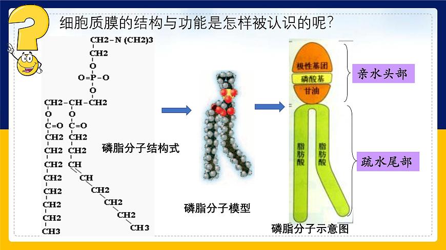 蘇教版2019高一生物必修一2.2.1 細胞的結(jié)構(gòu)和生命活動——細胞質(zhì)膜（課件）第8頁