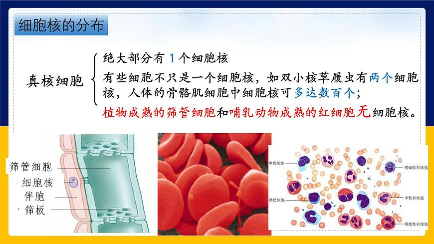 蘇教版2019高一生物必修一2.2.3 細胞的結構和生命活動——細胞核（課件）第6頁