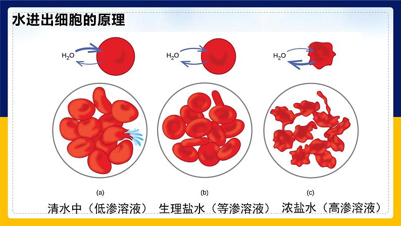 苏教版2019高一生物必修一2.2.5 细胞的结构和生命活动——细胞质膜具有选择透过性(课件)05