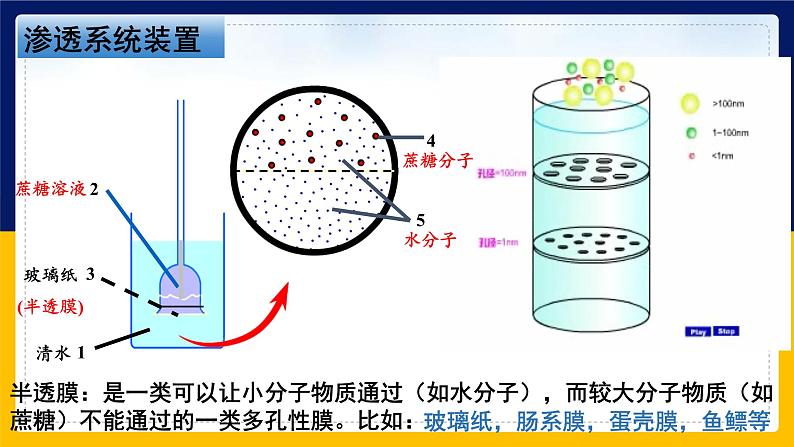苏教版2019高一生物必修一2.2.5 细胞的结构和生命活动——细胞质膜具有选择透过性(课件)06
