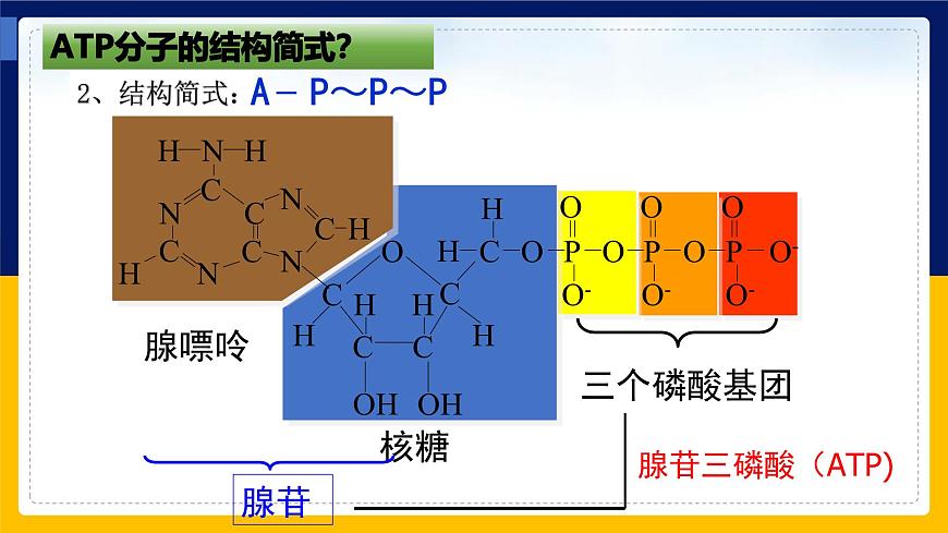 蘇教版2019高一生物必修一3.1.2 ATP是驅(qū)動細(xì)胞生命活動的直接能源物質(zhì)（課件）第8頁
