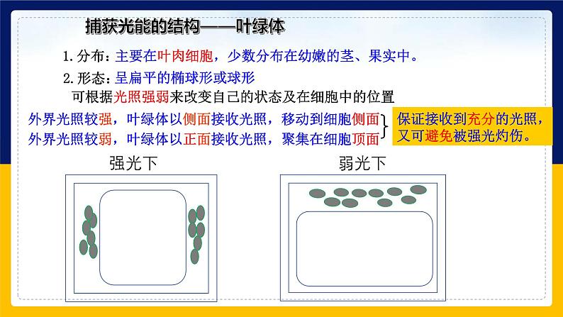 苏教版2019高一生物必修一3.2.2 光合作用——光能的捕获和转换(课件)05