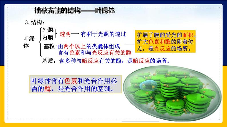 苏教版2019高一生物必修一3.2.2 光合作用——光能的捕获和转换(课件)06