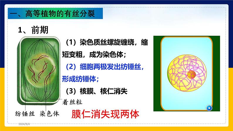 苏教版2019高一生物必修一4.1.2 植物细胞的有丝分裂与观察植物根尖细胞有丝分裂(课件)04