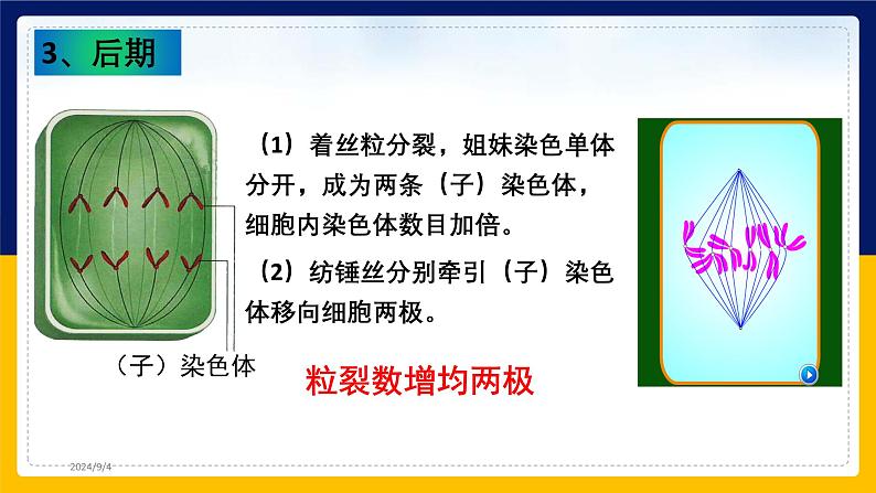 苏教版2019高一生物必修一4.1.2 植物细胞的有丝分裂与观察植物根尖细胞有丝分裂(课件)06