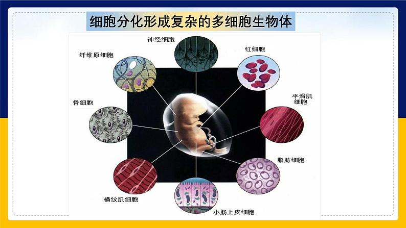 苏教版2019高一生物必修一4.2.1 细胞分化和细胞全能性(课件)05