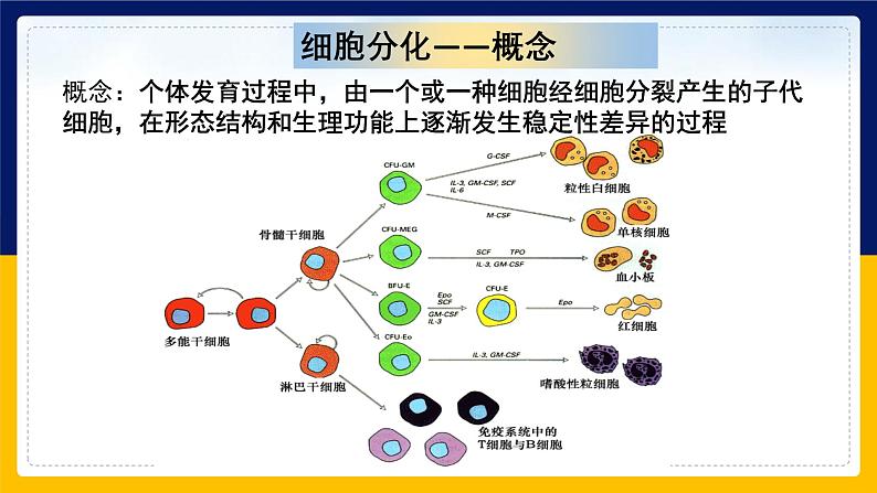 苏教版2019高一生物必修一4.2.1 细胞分化和细胞全能性(课件)06