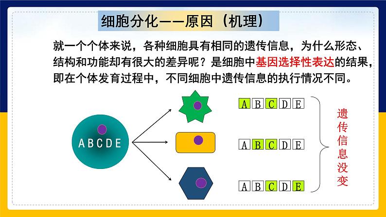 苏教版2019高一生物必修一4.2.1 细胞分化和细胞全能性(课件)08