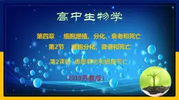 苏教版2019高一生物必修一4.2.2 细胞衰老和细胞死亡（课件）