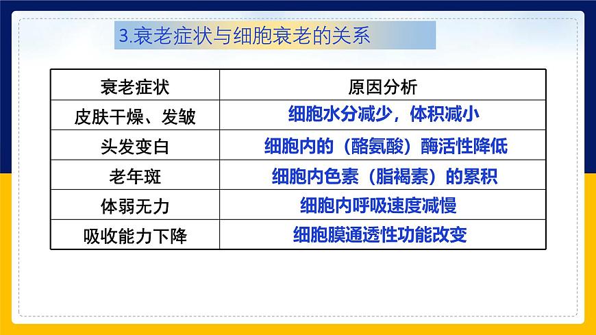 蘇教版2019高一生物必修一4.2.2 細(xì)胞衰老和細(xì)胞死亡（課件）第6頁