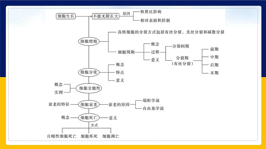 蘇教版2019高一生物必修一第四章 細(xì)胞增殖、分化、衰老和死亡（單元復(fù)習(xí)課件）第3頁