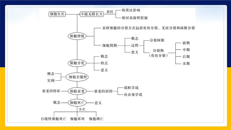 苏教版2019高一生物必修一第四章 细胞增殖、分化、衰老和死亡(单元复习课件)第3页