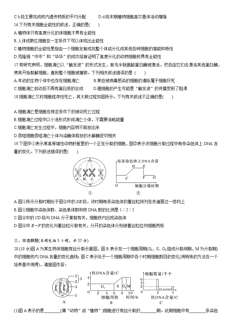 苏教版2019高一生物必修一第四章 细胞增殖、分化、衰老和死亡(单元测试)03