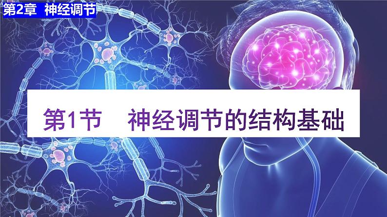 2.1 神经调节的结构基础 课件(人教版2019选必1)第4页