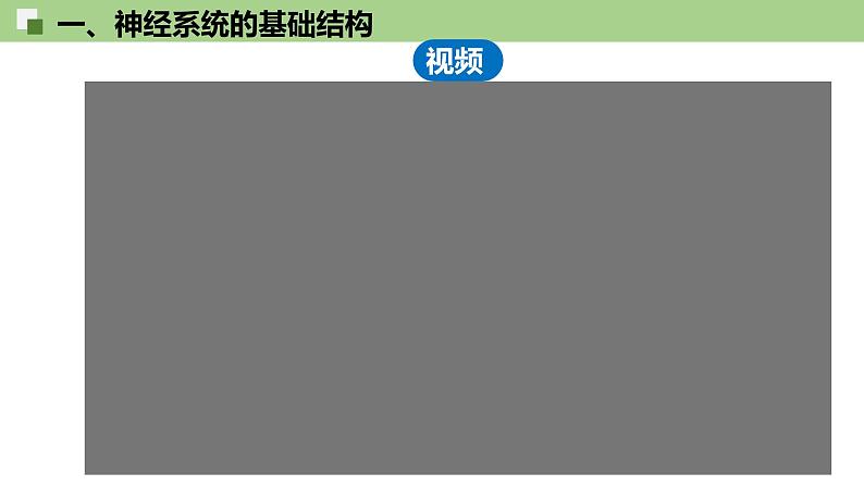 2.1 神经调节的结构基础 课件(人教版2019选必1)第6页