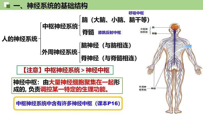 2.1 神经调节的结构基础 课件(人教版2019选必1)第8页