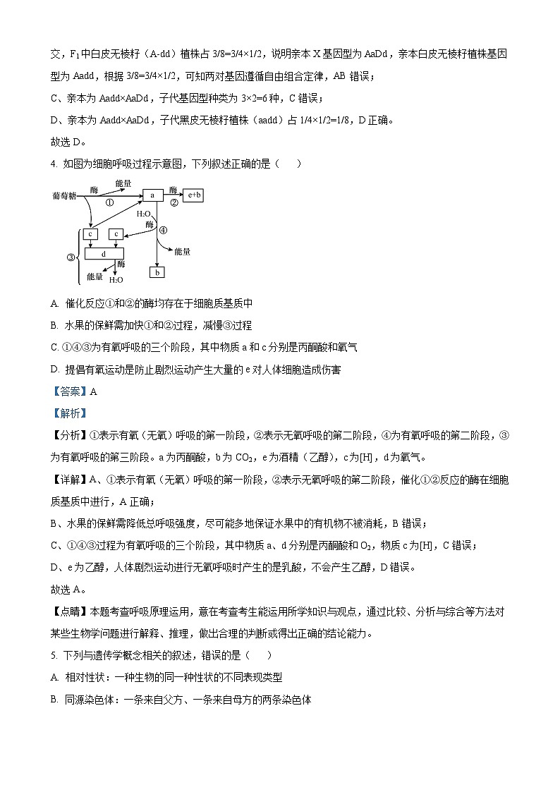 湖南省岳阳县第一中学2024-2025学年高二上学期开学考试生物试题 Word版含解析第3页