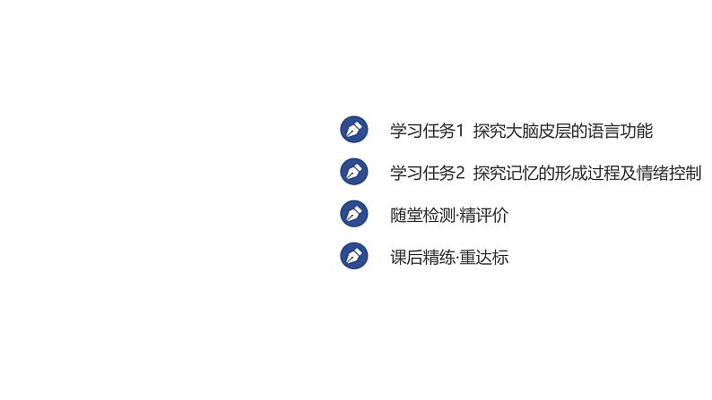 2024-2025学年生物 人教版 选择性必修一 人脑的高级功能 课件02