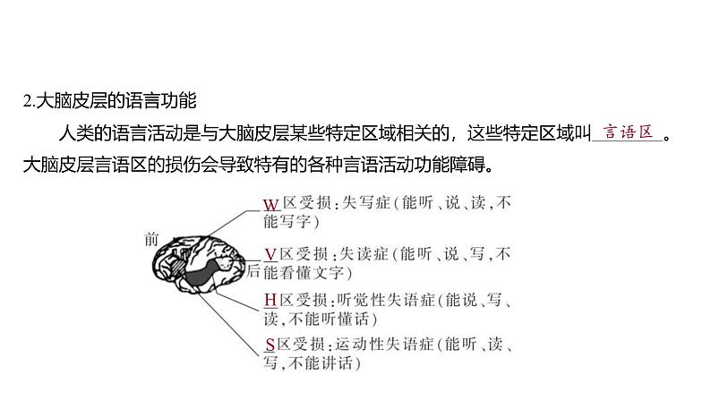 2024-2025学年生物 人教版 选择性必修一 人脑的高级功能 课件05