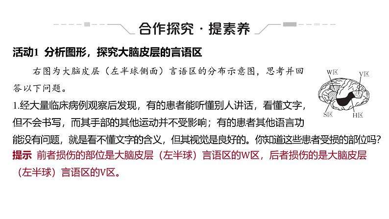2024-2025学年生物 人教版 选择性必修一 人脑的高级功能 课件07