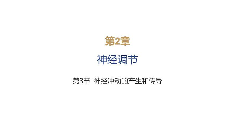 2024-2025学年 生物人教版 选择性必修一 神经冲动的产生和传导 课件01