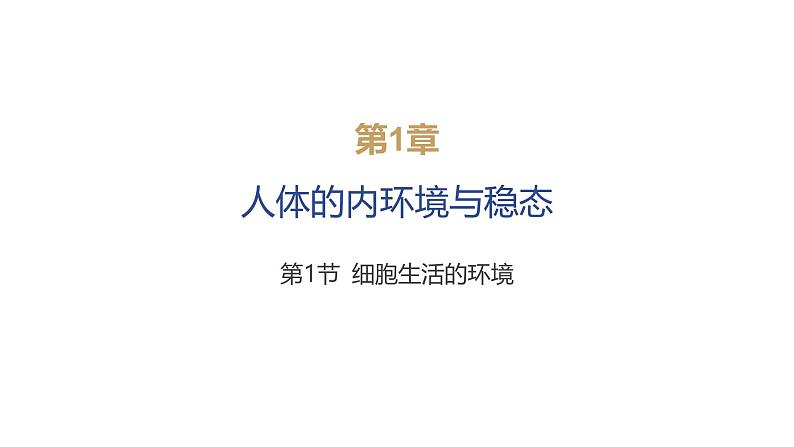 2024-2025学年 生物人教版 选择性必修一 细胞生活的环境 课件06