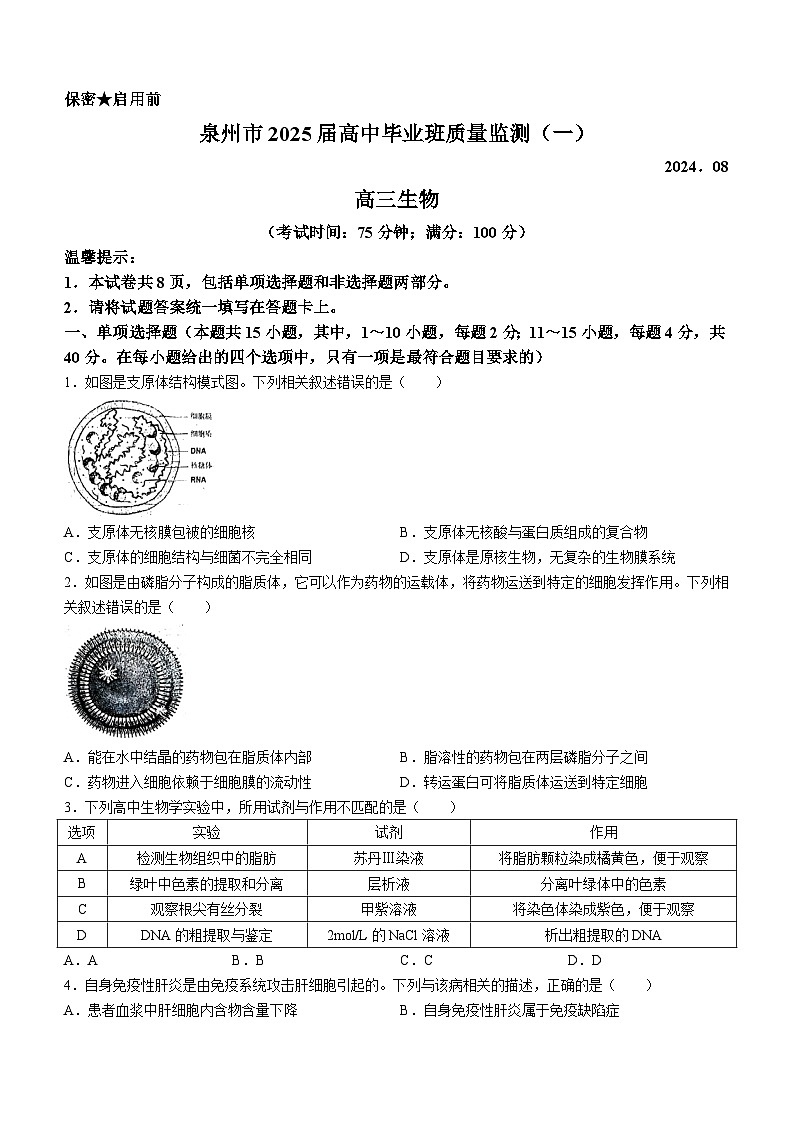 福建省泉州市2024-2025学年高三上学期8月开学考试生物试题(Word版附答案)第1页