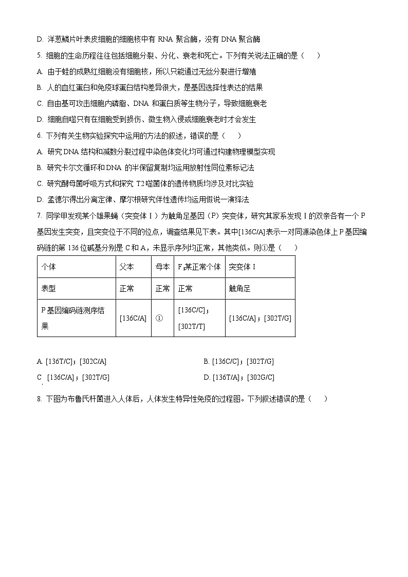 河北省邯郸市魏县2024-2025学年高三上学期开学生物试题(原卷版)第2页