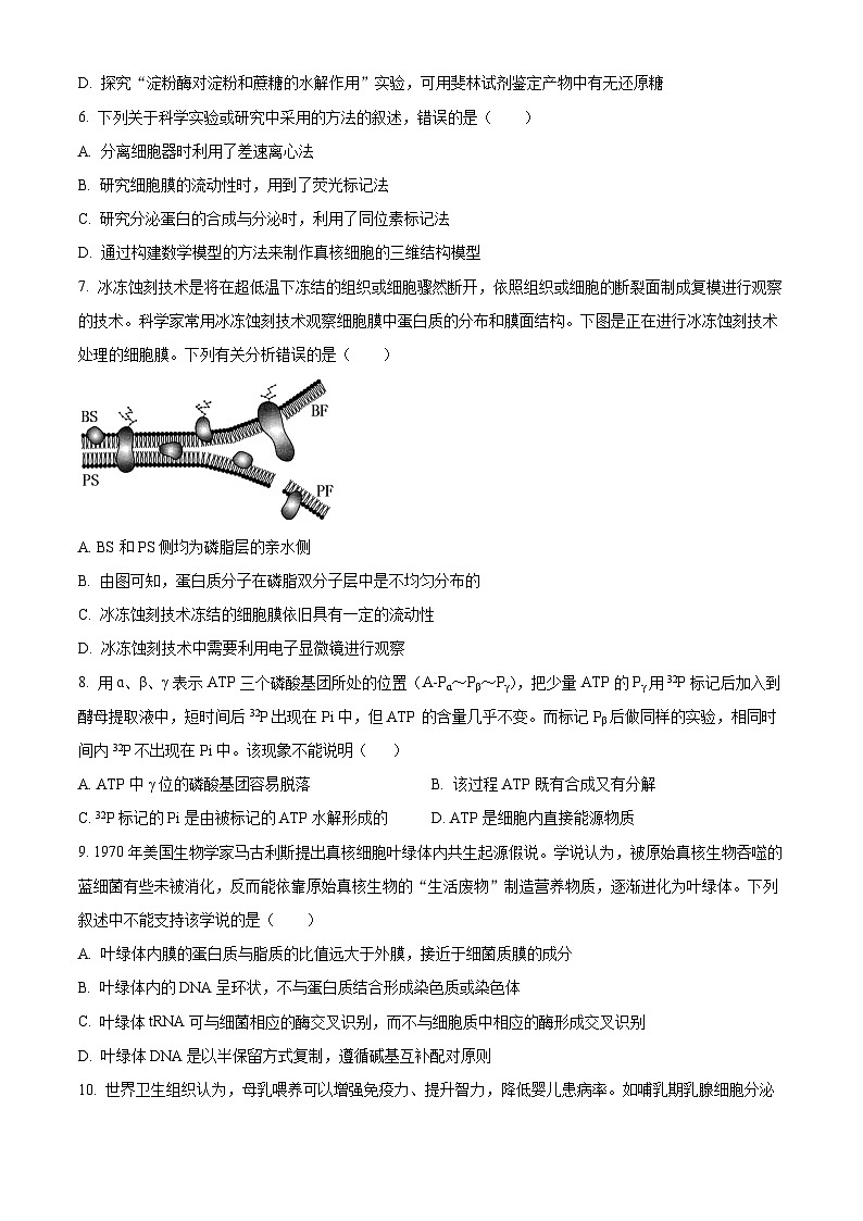 广东省汕头市潮阳区汕头市潮阳一中明光学校2024-2025学年高三上学期9月月考生物试题(原卷版+解析版)02