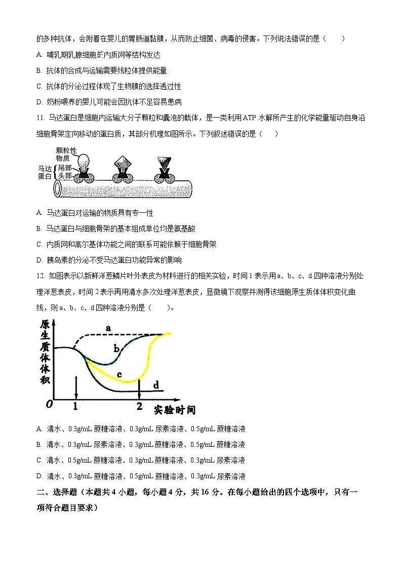 广东省汕头市潮阳区汕头市潮阳一中明光学校2024-2025学年高三上学期9月月考生物试题(原卷版+解析版)03